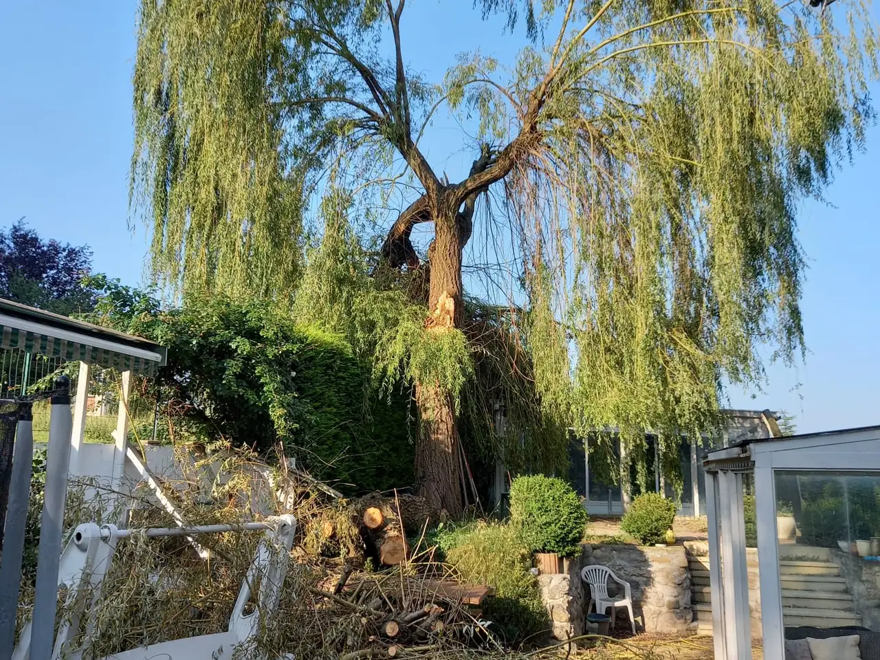 Saule pleureur encore debout, une grosse branche coupée à la fourche, billons et branches au sol