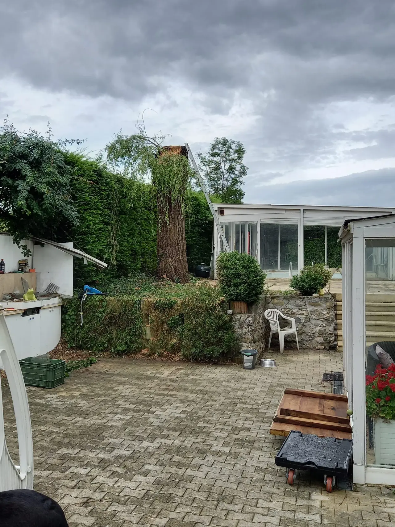 Dans le même jardin, le saule réduit à son tronc, une échelle appuyée contre lui