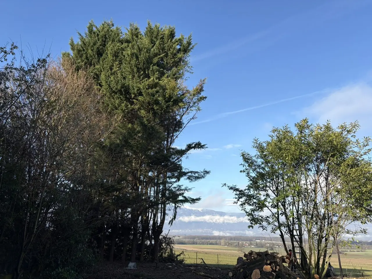 Après l'abattage : l'horizon dégagé sur la vallée, le bois débité au sol