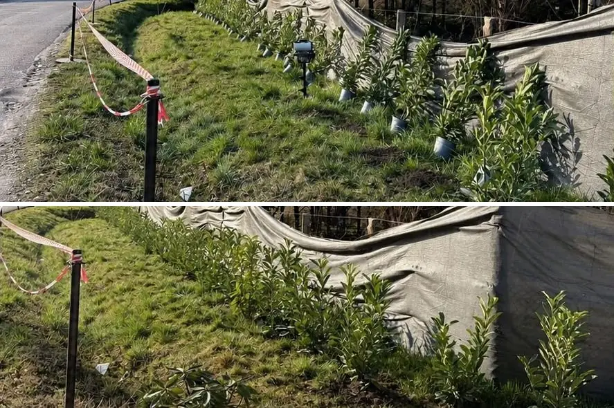 Chantier de haie : jeunes lauriers plantés le long d’une voie, brise-vent posé — deux vues empilées