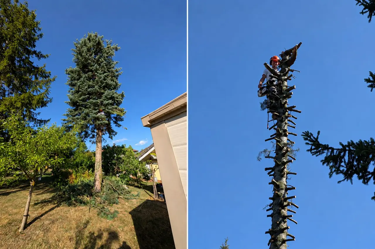Démontage d’un grand conifère : le grimpeur dans l’arbre, branches coupées au sol, puis le tronc ébranché