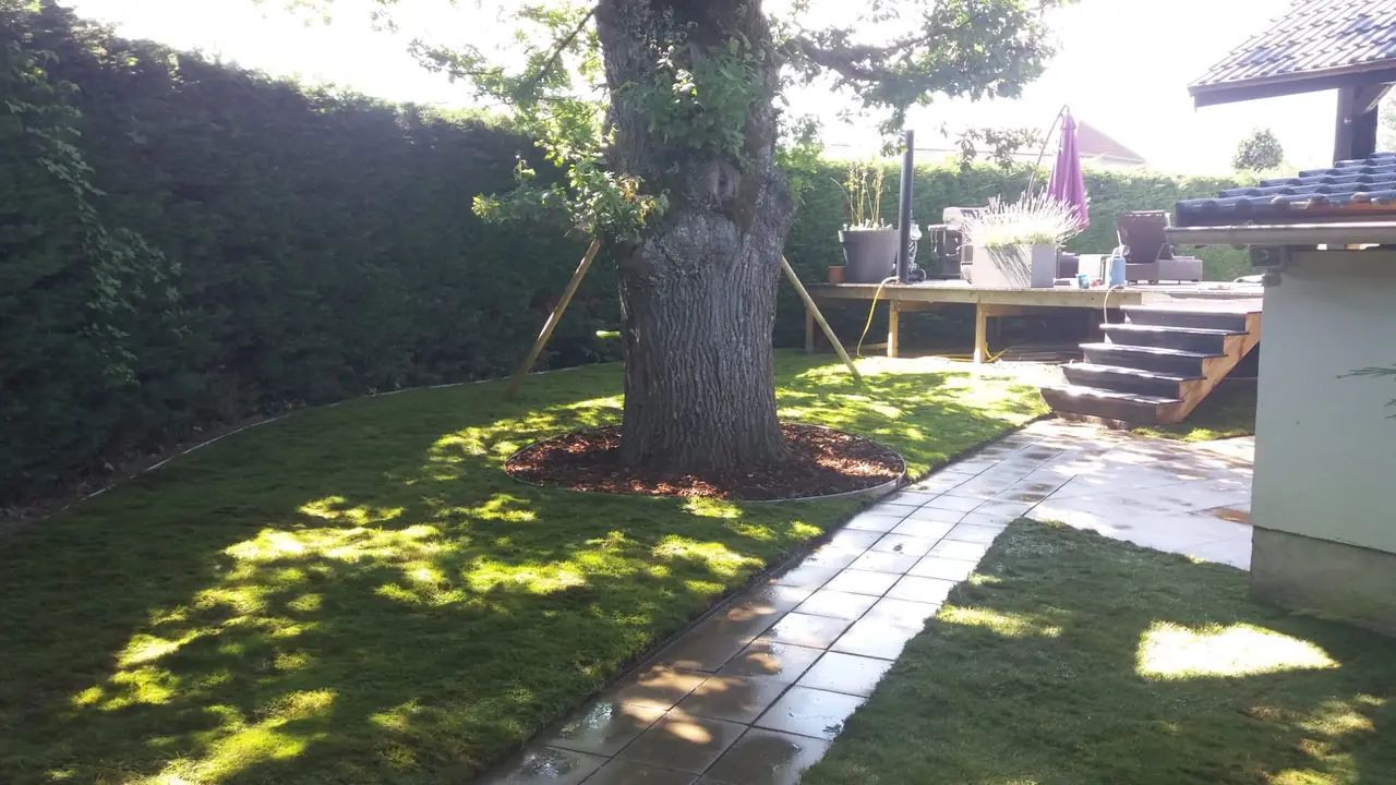 Pelouse neuve autour d’un grand arbre, pied d’arbre paillé d’écorces et cerclé d’une bordure, allée dallée