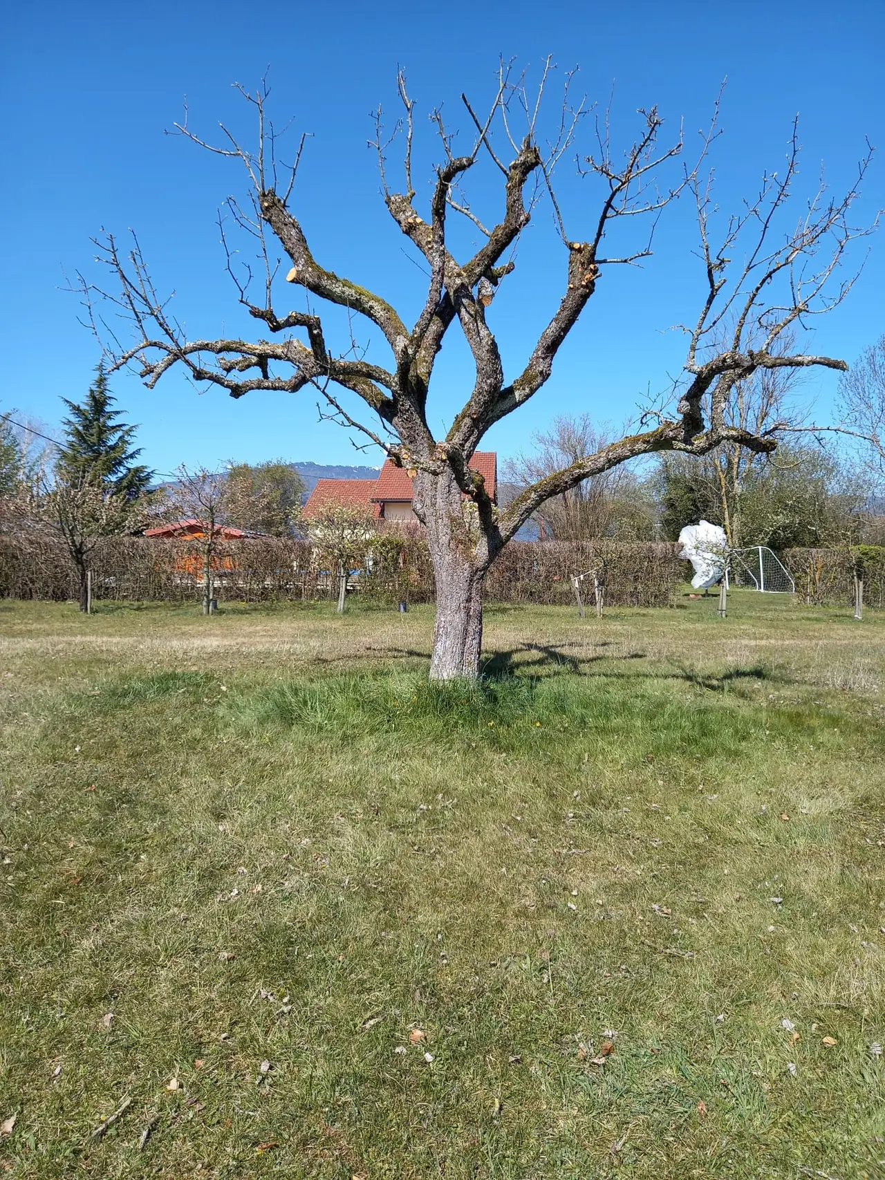 Arbre de verger taillé, plaies de coupe encore claires.