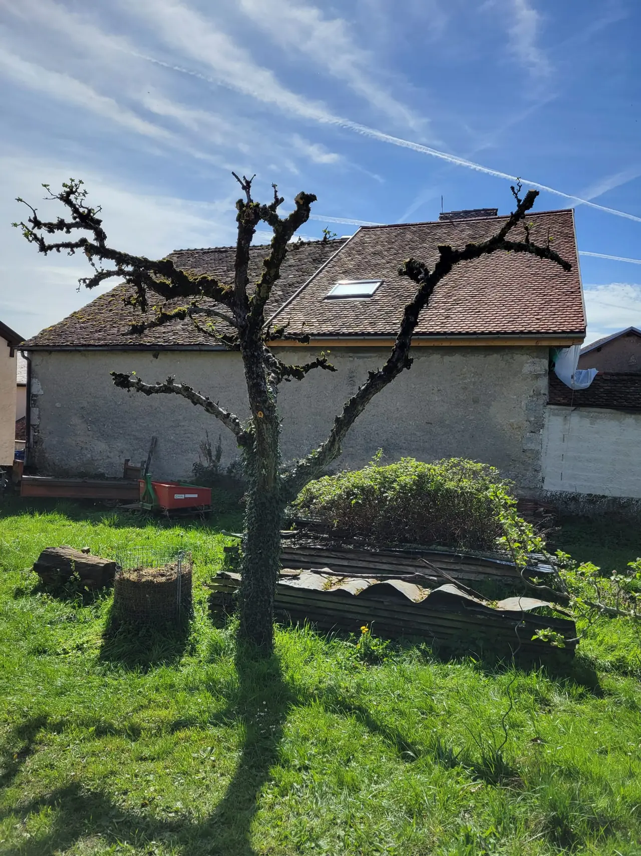 Arbre de jardin rabattu sur ses charpentières.